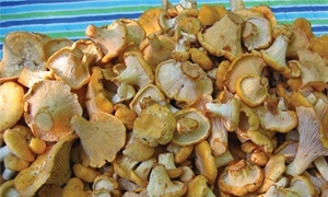 Chanterelle Mushrooms