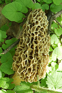 Morel