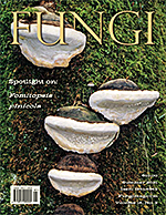 FUNGI  Magazine Winter 2012