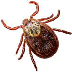 Ticks Are Spreading in North America