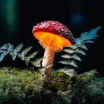 Photographer's Focus: The Interpretative Image, Jim Cornish