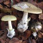 Mushroom Poisoning in Canada and the United States, Michael W. Beug, PhD
