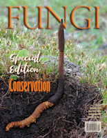 Vol. 18 No. 2 - Summer 2025