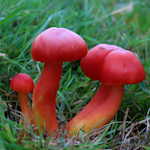 Beyond Awareness: Fungal Conservation in Practice, Jeffery K. Stallman and Terry J. Torres-Cruz