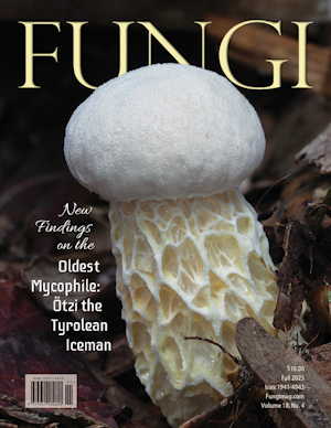 Vol. 18 No. 4: Fall 2025