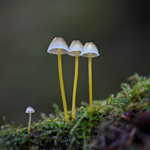 Photographer's Focus: The Creative Image, Jim Cornish