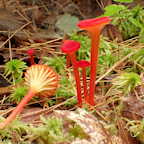 Rewilding The Planet! And The Importance of Biotrophic Fungi, Britt A. Bunyard